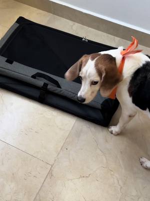 A post by @lucas.thebeagle on TikTok caption: Estrenando cama 🖤🫶🏻 #lucasthebeagle #dogsoftiktok #fypシ #petcoméxico 