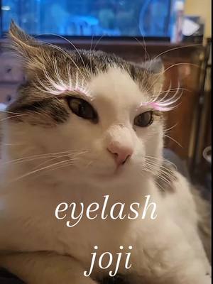 A post by @jojikat on TikTok caption: joji eyelashes #joji #jojikat #eyelashes 