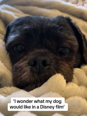 A post by @lhasario on TikTok caption: The cutest🥺 #lhasaapso #rio 