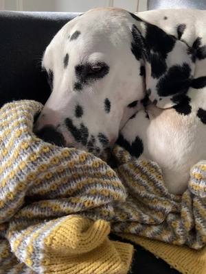 A post by @dominodalmatian on TikTok caption: No thanks, I’ll just nap here on my blanket instead 👀😂  #dogsoftiktok #foryou #dalmatian 