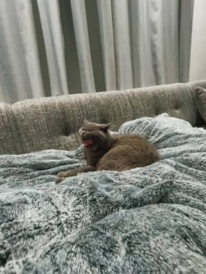 A post by @2greybrothers on TikTok caption: #sleepingkitty #lazycat #catsoftiktok 