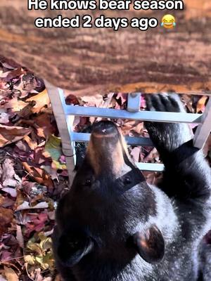 A post by @crittergetter on TikTok caption: Feisty little fella 😂#hunting#tennessee #autumn #smokymountains #color #bear#bearhunting#gatlinburg#iphone14#easttennessee#danger#archery#deerhunting#creation#nature#wildlife#fall#mountains