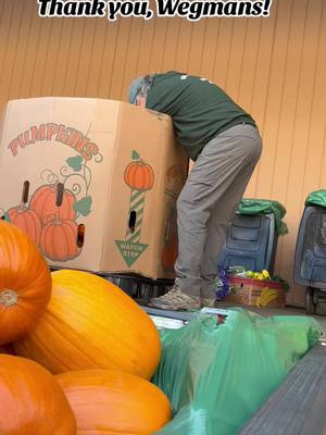 A post by @wrfas on TikTok caption: Let’s hear it for a Potbelly Pumpkin Party! Thank you, Wegmans, for donating two truckloads of yummy pumpkins. #pigsanctuary #potbellypigs #pigsoftiktok #farmsanctuary #farmanimalsanctuary #animalsanctuary #pumpkinseason  