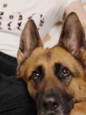 A post by @lucylanethegsd on TikTok caption: Toddlers or dogs, who’s messier?  Well it doesn’t matter now because of our new vacuum “Shark Cordless Detect Pro”. Here’s some of our favourite things about it.  - Lucy’s dog hair no problems  ✅ - Has a detangle feature so the brush doesn’t get stuck ✅ - Toddler snacks Lucy missed, all gone ✅ - Self emptying (my favourite) ✅ - Odour neutralising feature ✅ - Long battery life (thank god) ✅ Well done @sharkhomeau  #SharkCleanAu #SharkCordlessDetectroAU #cleanmorewithshark 