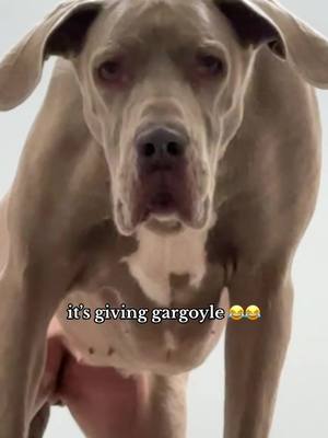 A post by @ruger_and_willow on TikTok caption: gargoyle vibes 😂 my goofy girl #greatdane #funnydogvideos #gargoyle #dogsoftiktok 