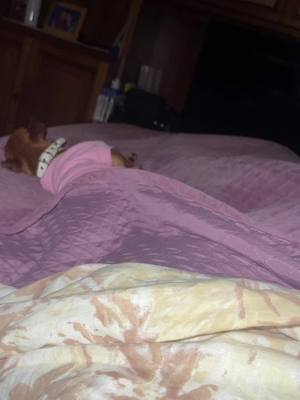 A post by @giuseppe_lattuca.off on TikTok caption: Lei 🩷🐕 #dog #sleeping #beauty #cute #foryou #fyp #fypシ #viral #❤️ #parati #perte 