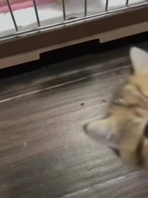 A post by @aminminyo on TikTok caption: #cat #cats #pet #pets #tiktok 