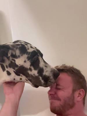 A post by @titan.and.his.dads on TikTok caption: He insists on helping when I’m in the bath 😅 #GreatDane #DogDad #GiantDogsOfTikTok 