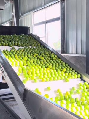 A post by @iamnnniki on TikTok caption: Share our fruit production line#tangerines