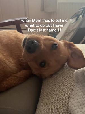 A post by @otis_thelab on TikTok caption: Facts #dog #viral #funny #puppy #puppylove #labrador #labradorretriever #tiktokdogs 