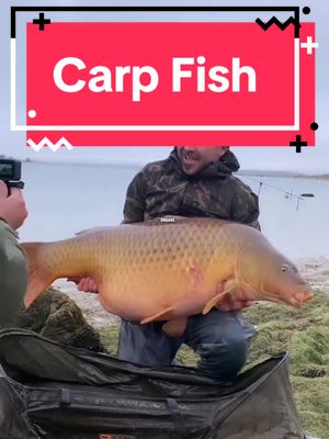 A post by @animaltakeover1 on TikTok caption: Carp fish 🐳 - - #carpfishing #fishing #carplife #carpangler