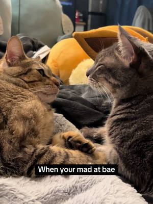 A post by @vs.1320 on TikTok caption: It be like that sometimes😹 #cute #funny #cat #catsoftiktok #cats 