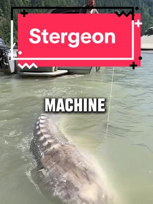 A post by @animaltakeover1 on TikTok caption: The Stergeon 🦖 - - #stergeon #bigfishing #aquaticlife #acuatic #bigfish 