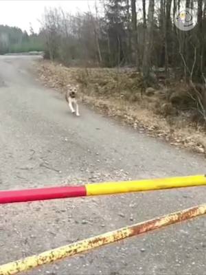 A post by @funny_video3277 on TikTok caption: The End Funny Pet 🤣🤣 #funny #haha #animals #cat #dog #pet #foryou #foryoupage #viral #usa 