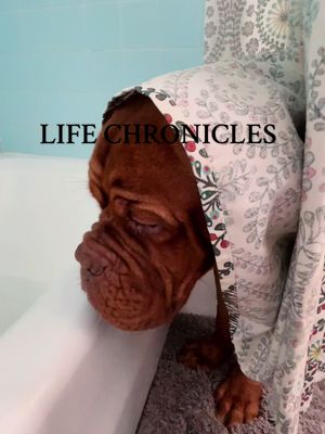 A post by @misfit_dogpack on TikTok caption: I will title this masterpiece Ode To Dog Moms #comedy #doguedebordeaux #dogsoftiktok #fyp #puppylife #puppy #7months #VozDosCriadores #screammovie 