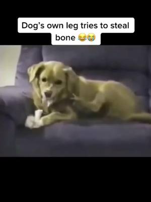 A post by @______dogs_______ on TikTok caption: Song : Maybe @SKARS 