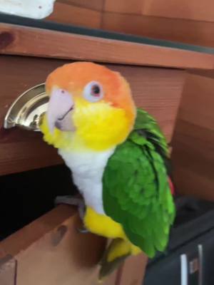 A post by @la_bananee_ on TikTok caption: 😡😡 #perroquet #caique #parrot #oiseau #bird 