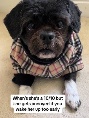 A post by @lhasario on TikTok caption: That side eye 🙈#lhasaapso 