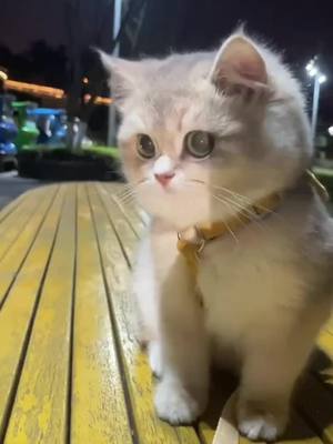 A post by @aminminyo on TikTok caption: #cat #cats #pet #pets #tiktok 