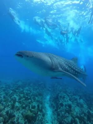 A post by @jannicke0512 on TikTok caption: 💚📍 Dhangethi, South Ari Atoll, Maldives  • • • • #maldives #islandhopping #dhangethi #whaleshark #mantaray #scubadiving #snorkeling #batfish #coralreef #traveling #asia #paradise #oceanblue #deepwater #diving #withlove #southariatoll #island #specialthanks #to #southaridive #underwaterphotography @South ari dive center 