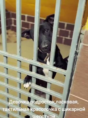 A post by @help_dog_ru on TikTok caption: #Шереметьевскийприют #возьмисобакуизприюта #собакаизшарика #питбуль #стаффорд #япротивсобачьихбоев #собака 