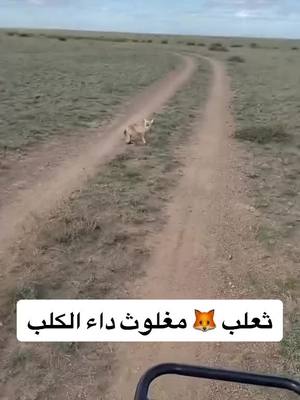 A post by @1991mhm on TikTok caption: #viral #الجنوب #اكسبلورexplore #المملكة_العربية_السعودية #ثعلب 