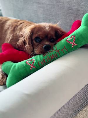 A post by @yuzuthecav on TikTok caption: The christmas toys are out 🎄🦴 #cavalierkingcharlesspaniel #puppiesoftiktok #dogsoftiktok #cavaliercommunity #cavalierclub #cavaliercorner #fyp 