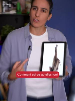 A post by @scilabus on TikTok caption: Comment les chauve-souris tiennent-elles aussi longtemps accrochées ?