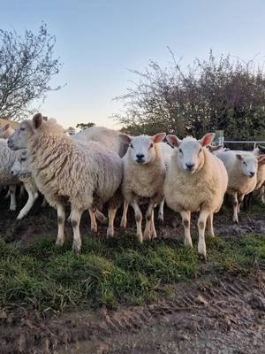 A post by @harriette240 on TikTok caption: Putting the lambs back after an afternoon of dagging 🐑 #dagging #dagginglambs #myvariedlifestyle #lambs #wholesome #shepherdess #sheepfarming #farminggirl #fyp