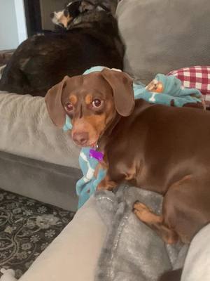 A post by @t.angus1968 on TikTok caption: Cute Bruno #dog #pets #dogsoftiktok #dogs #pups #cutepuppy #cutepuppies #minidachshund #dachshund #doxie #doxiesoftiktok 