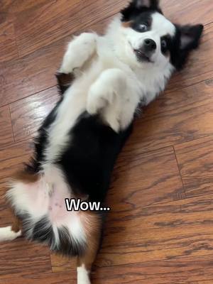 A post by @ridgetopaussies on TikTok caption: #eproselect #samsclub #australianshepherd #homeclean 