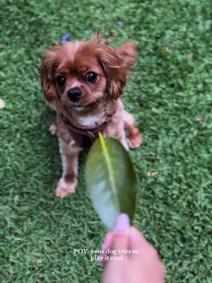 A post by @yuzuthecav on TikTok caption: 🍂 #cavalierkingcharlesspaniel #puppiesoftiktok #dogsoftiktok #cavaliercommunity #cavalierclub #cavaliercorner #fyp 