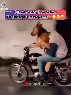 A post by @pablonunez29 on TikTok caption: #firulais #perros #motos #mexico #meme #memes #california #foryou #paraty 