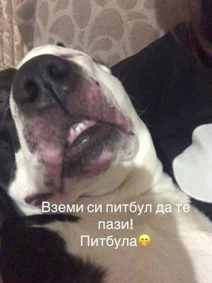 A post by @___ay__sel___ on TikTok caption: #питбул#pittbull#