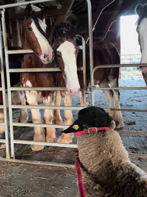 A post by @lv_clydesdale on TikTok caption: When the horses have found out that we have sheep 😂 #horsesoftiktok #sheep #funnyanimals 