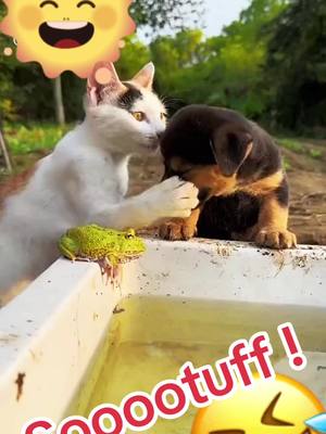 A post by @sooootuff on TikTok caption: #cat #dogsoftiktok #animals #animalover #funnyvideos #mustsee #laughs #wow #funnytvmoments #california #fyp #usa #comedy