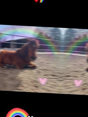 A post by @gnadenhof_gut_morhard on TikTok caption: Wir vermissen dich 😓❤️ #runfree #pony #otto #Gnadenhof #Tierschutz #Tierheim  