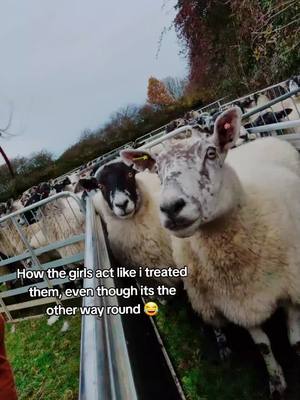 A post by @harriette240 on TikTok caption: They are such dramas! #sonastyandsorude #sheeptok #ewes #shepherdess #farmersdaughter #fyp