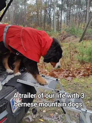 A post by @doublefluftrouble on TikTok caption: Welcome, we hope you like chaos and doghair 💁🏼‍♀️ #bernesemountaindog #bernersennen #bernese #berner #bernersennenhund #bouvierbernois #boyerodeberna #bernesdelamontaña #bernesemountaindogs #バーニーズマウンテンドッグ #livelifeoffleash #thegreatoutdogs #thegreatoutdoors  #ilovemydog #doglover #bovarodelbernese #berninpaimenkoira #hurtta #fall #autumn #hurttaambassador #dogpack #family #dogmom #doglife #hikingwithdogs #hike #fullhouse 