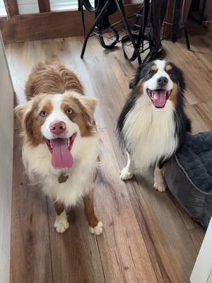 A post by @ridgetopaussies on TikTok caption: #groomingtips #australianshepherd #eproselect #petvacuum #samsclub 