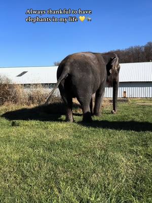 A post by @jmrzoological on TikTok caption: Happy Thanksgiving 💛🐘 #elephant #thanksgiving #animalsoftiktok #fyp #exoticanimals #foryoupage #thanksgivingvibes #thankful #elephantlover 