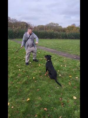 A post by @tickiditokwoman on TikTok caption: #fyp #rottweiler #puppy  Ren at 4 months old.