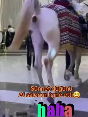 A post by @bararma1 on TikTok caption: Sünnet düğünü at salonun içine etti🤣🤣