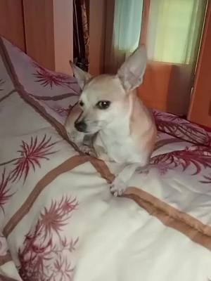 A post by @nunziadefilippo3 on TikTok caption: #grr #voliamoneiperte #dog #animals