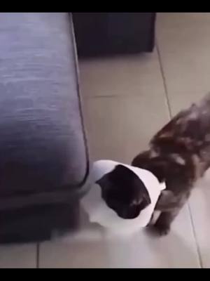 A post by @funny_video3277 on TikTok caption: The end funny pet 🤣🤣🇺🇸 #funny #haha #animals #cat #dog #pet #foryou #foryoupage #viral #usa 