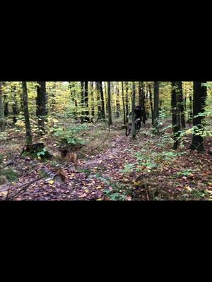 A post by @louis_maschmeyer on TikTok caption: Off session #mtb #enduro #specialized #senden 