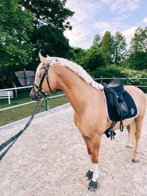 A post by @shanea_222 on TikTok caption: #viral #fyp #fypシ゚viral #viraltiktok #foryoupage #pferdetiktok #Lifestyle #pferdetiktok #horsegirl #pferdemädchen #reitsport #dressage #dressagerider #welsh #pony #horse #equestrian