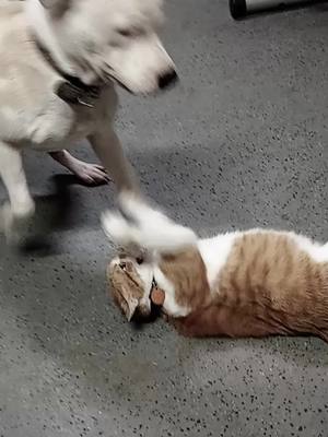 A post by @lizzyyuill06 on TikTok caption: #fyp #theyreallyarefriends #foryoupage #fypシ #PetsOfTikTok #catsoftiktok #dogsoftiktok