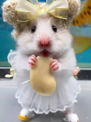 A post by @petshare007 on TikTok caption: #pet #cutepet #fyp #peteating #hamster 