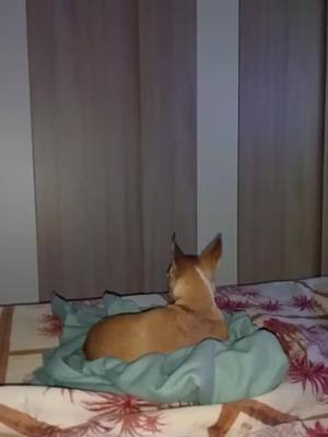 A post by @nunziadefilippo3 on TikTok caption: #cani #friends #voliamoneiperte #dog